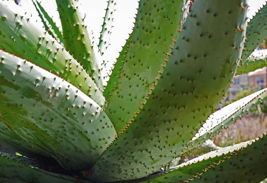 imagenaloevera